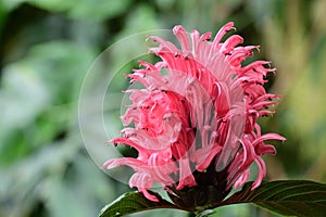 Brazilian plume flower justicia carnea