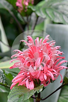 Brazilian plume flower Justicia carnea, pink flowers