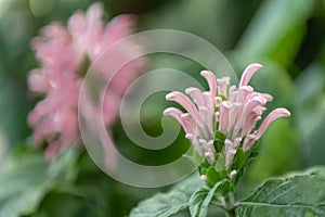 Brazilian plume flower, Justicia carnea, pinkish budding flower photo