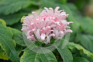 Brazilian plume flower, Justicia carnea, pinkish flower