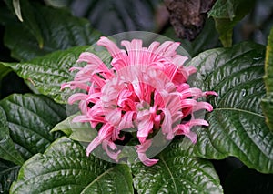 Brazilian-Plume flowers blooming in the summer photo