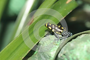 Brazilian poison frog