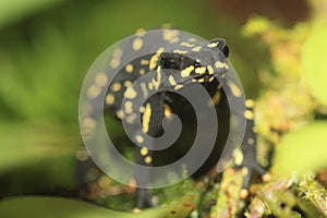 Brazilian poison frog