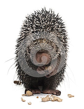 Brazilian Porcupine, Coendou prehensilis photo