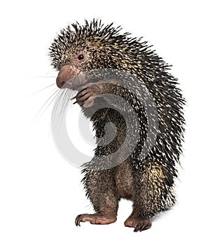 Brazilian Porcupine, Coendou prehensilis photo