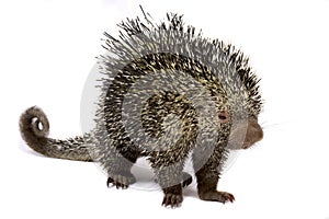 The Brazilian porcupine Coendou prehensilis