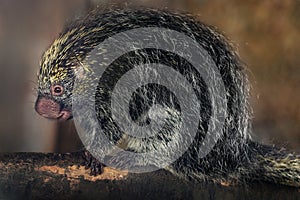 Brazilian Porcupine (Coendou prehensilis)