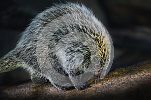 Brazilian Porcupine (Coendou prehensilis)