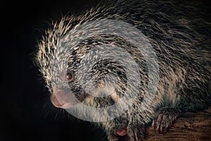 Brazilian Porcupine (Coendou prehensilis)