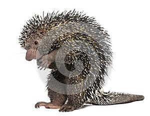 Brazilian Porcupine, Coendou prehensilis, standing in front of w photo