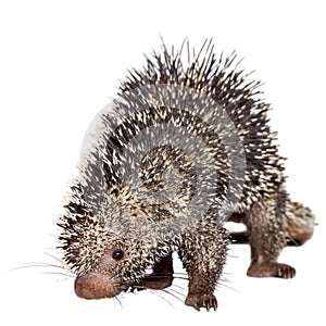 Brazilian Porcupine, Coendou prehensilis, on white