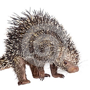 Brazilian Porcupine, Coendou prehensilis, on white