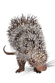 Brazilian Porcupine, Coendou prehensilis, on white