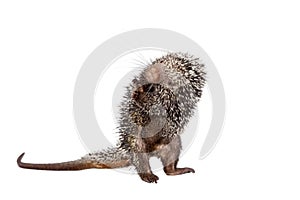 Brazilian Porcupine, Coendou prehensilis, on white photo