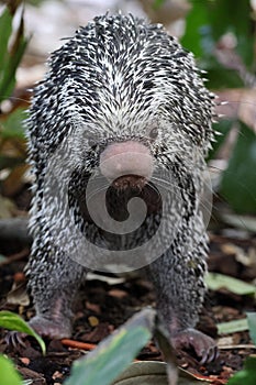 Brazilian porcupine searching for food on ground