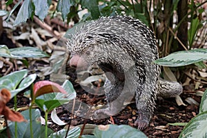 Brazilian porcupine searching for food on ground