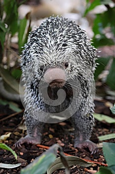 Brazilian porcupine searching for food on ground