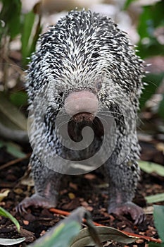 Brazilian porcupine searching for food on ground