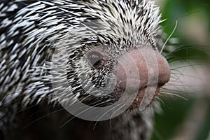 Brazilian porcupine searching for food on ground