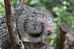 Brazilian Prehensile-tailed Porcupine - Coendou prehensilis photo