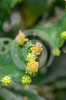 Brazilian prickly pear Brasiliopuntia brasiliensis, budding yellow flowers
