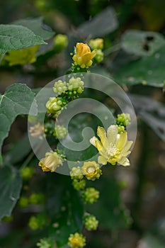 Brazilian prickly pear Brasiliopuntia brasiliensis, yellow flower and buds