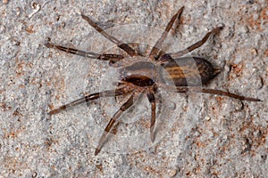 Brazilian Prowling Spider