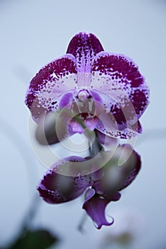 Brazilian Purple Orchid photo
