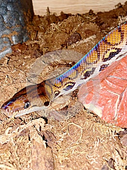 Brazilian Rainbow Boa