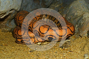 Brazilian Rainbow Boa (Epicrates cenchria)