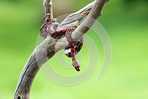 Brazilian rainbow boa Epicrates cenchria cenchria or common names include the rainbow or the slender boa. Young snake on a dry