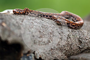 Brazilian rainbow boa Epicrates cenchria cenchria or common names include the rainbow or the slender boa. Young snake on a piece