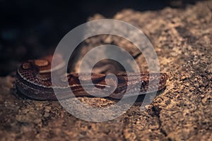 Brazilian Rainbow Boa snake