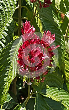 Brazilian red cloack flowers, Megaskepasma erythrochlamys, Diamantina