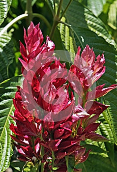 Brazilian red cloack flowers, Megaskepasma erythrochlamys, Diamantina
