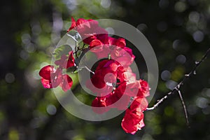 Brazilian Red Flower