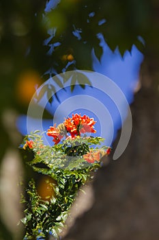 Brazilian Red Flower This flower is very rare in Brazil.