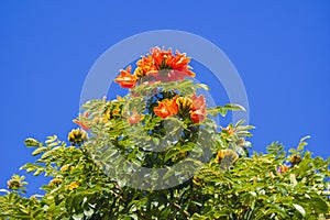 Brazilian Red Flower This flower is very rare in Brazil.