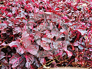 Brazilian Red Hots or Alternanthera dentata. For nature background purpose.