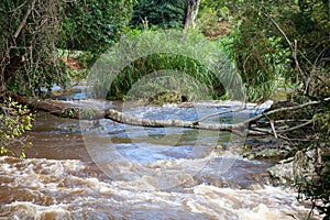 Brazilian river in rain forest