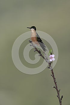 Brazilian ruby, Clytolaema rubricauda