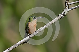 Brazilian ruby, Clytolaema rubricauda