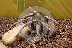 Brazilian salmon bird-eating tarantula Lasiodora parahybana photo