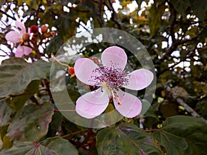 Brazilian seasoning. Flower of urucum photo