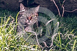 Brazilian Shorthair Cat Holding his Favorite Cord Toy on the Grass