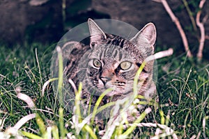 Brazilian Shorthair Cat Holding his Favorite Cord Toy on the Grass