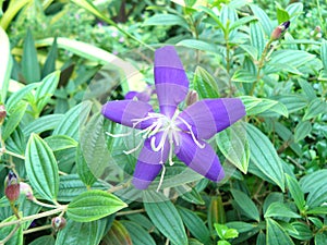 brazilian spider flower