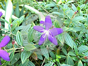 brazilian spider flower