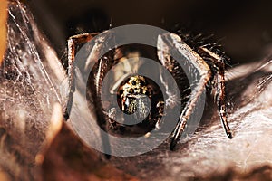 Brazilian spider known as armadeira, monkey spider or banana spider, poisonous and hunter, macro photography photo