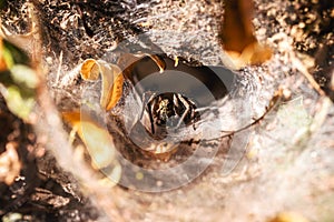 Brazilian spider known as armadeira, monkey spider or banana spider, lives in the forest in burrows, belonging to the ctenid photo